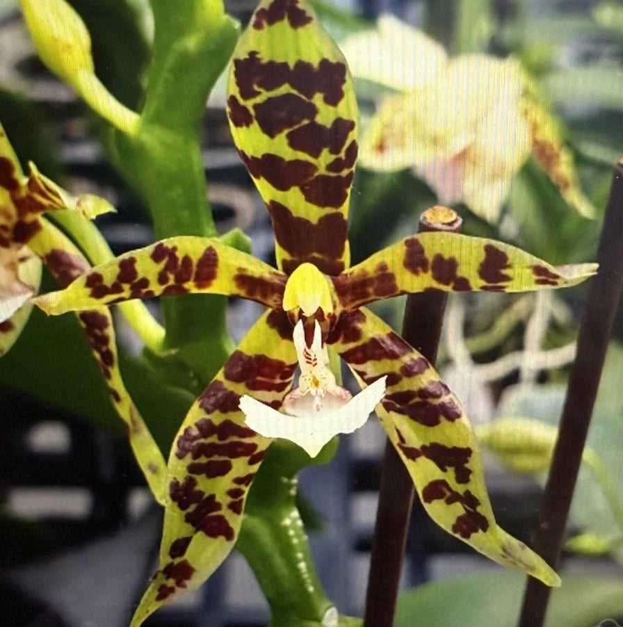 Surprise Orchid Plant Division - Bare Root Unique Variety - Orchidaceae