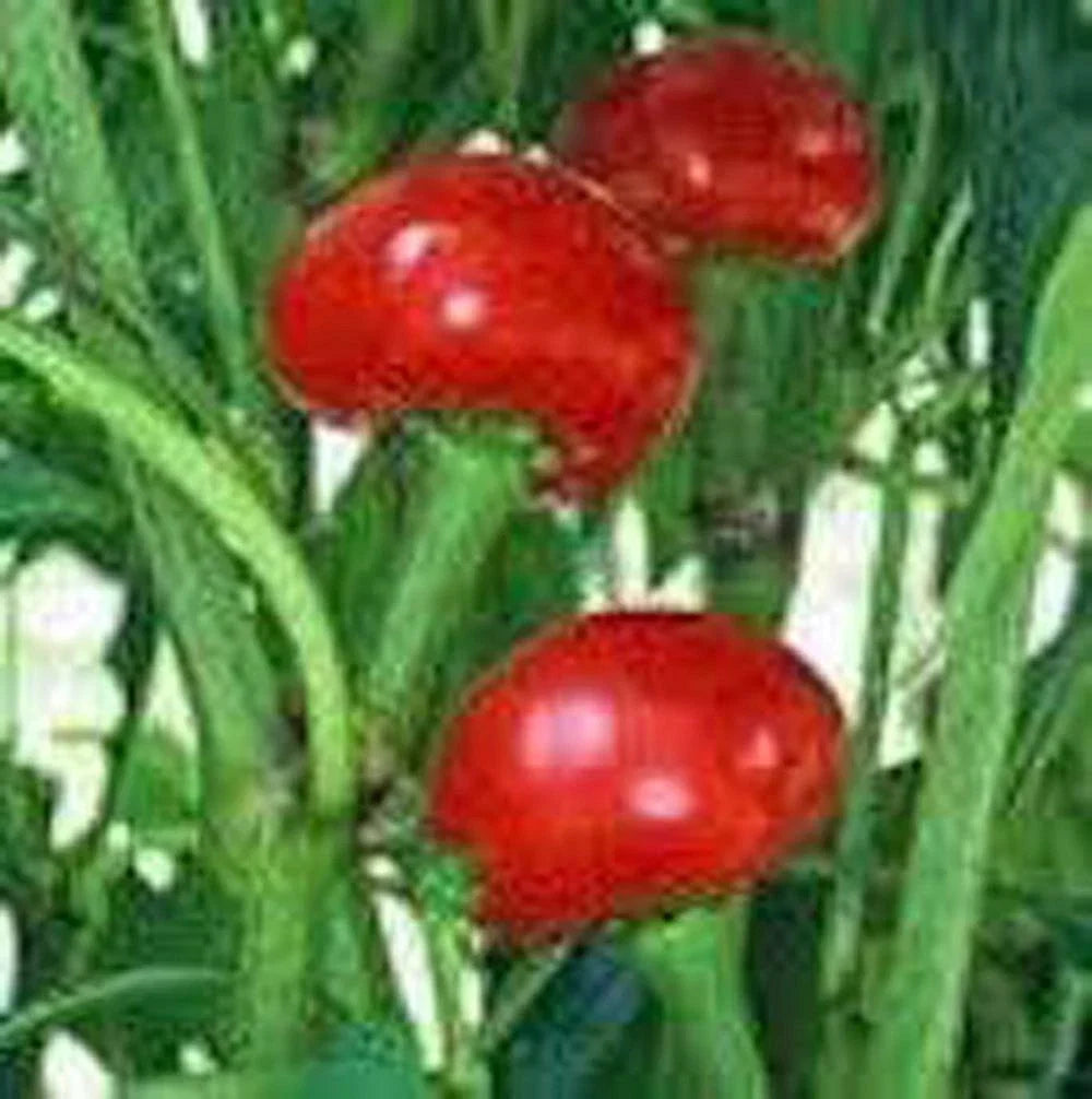 Red Sweet Cherry Pepper Seeds, Heirloom NON-GMO, 100+ Seeds, Capsicum annuum - Perfect for Gardens & Containers
