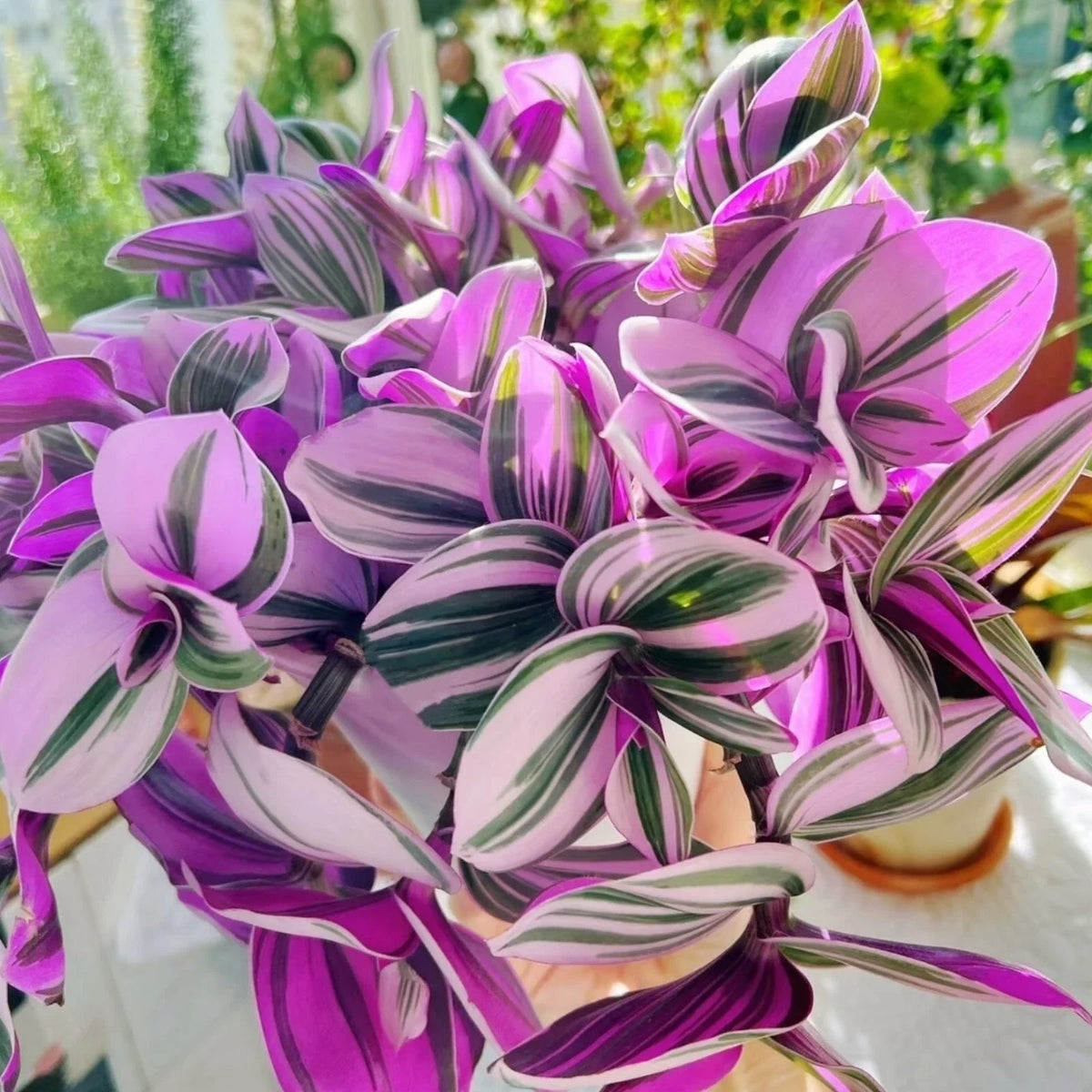 Unrooted Cuttings 3-4" Rare Pink Wandering Jew Tradescantia Nanouk - Vibrant Indoor Plant Decor