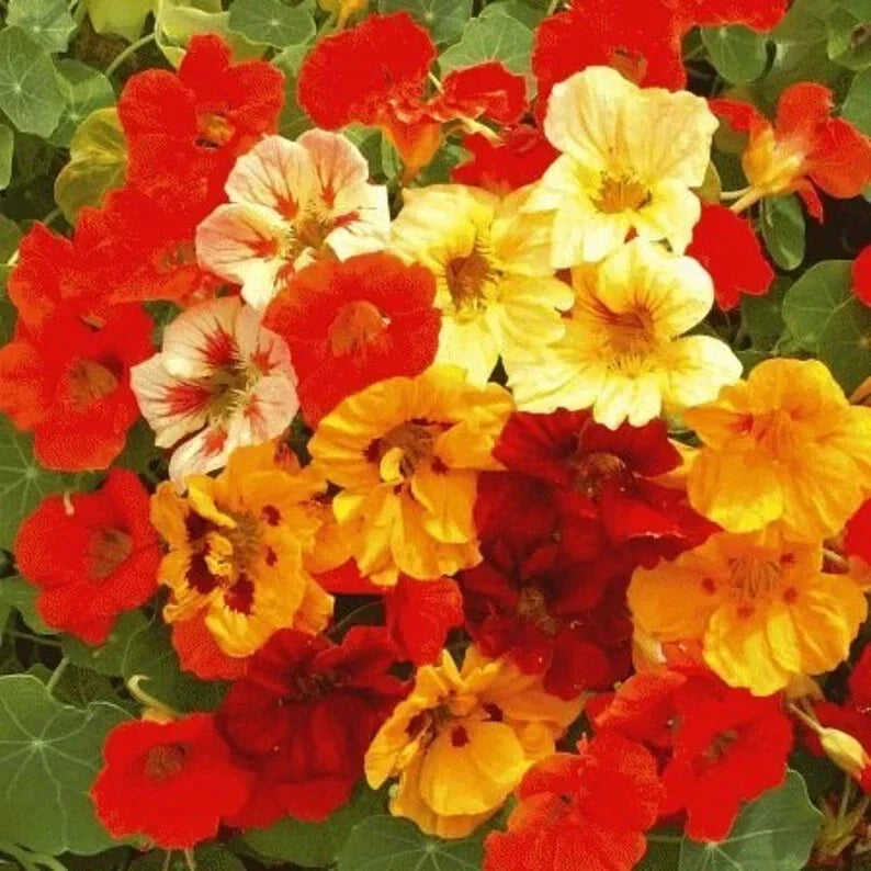 Nasturtium Seeds 35 Pack Dwarf Jewel Mix Organic Tropaeolum majus - Colorful Annual Flower for Garden & Containers