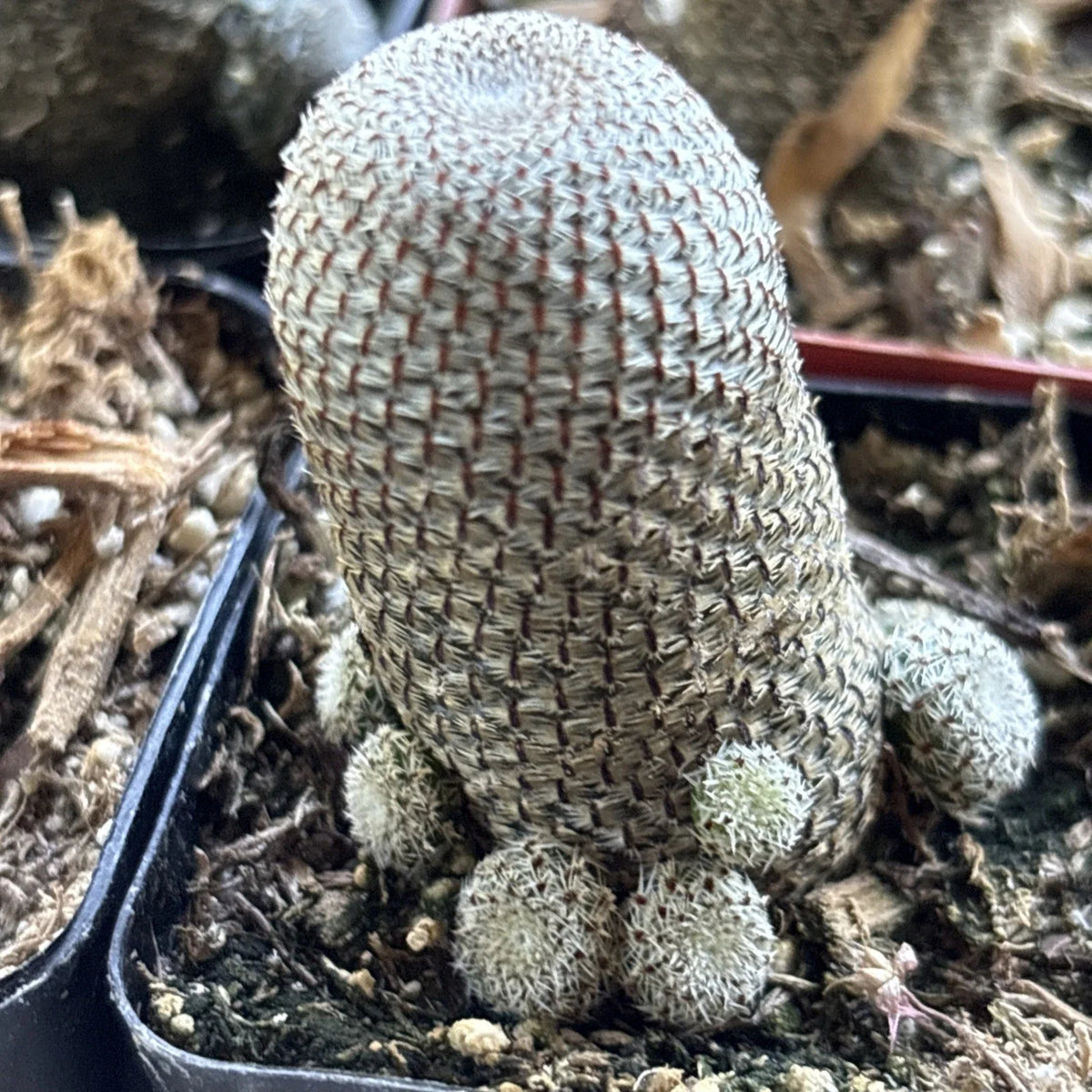 Rebutia heliosa Cactus 2" Pot - Colorful Succulent Indoor Plant - Golden Spined Cactus for Easy Care Gardening