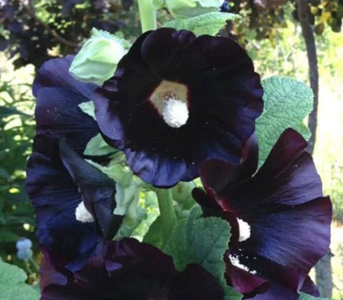 Hollyhock Seeds - 15 Seeds - Black Night Alcea rosea - Heirloom Dark Purple Perennial Flower Seeds for Garden