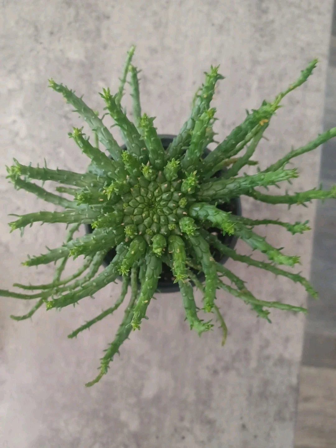 Euphorbia flanaganii Medusa's Head Plant | 4" Pot | Unique Curly Tentacle Succulent | Drought-Tolerant Indoor/Outdoor Plant