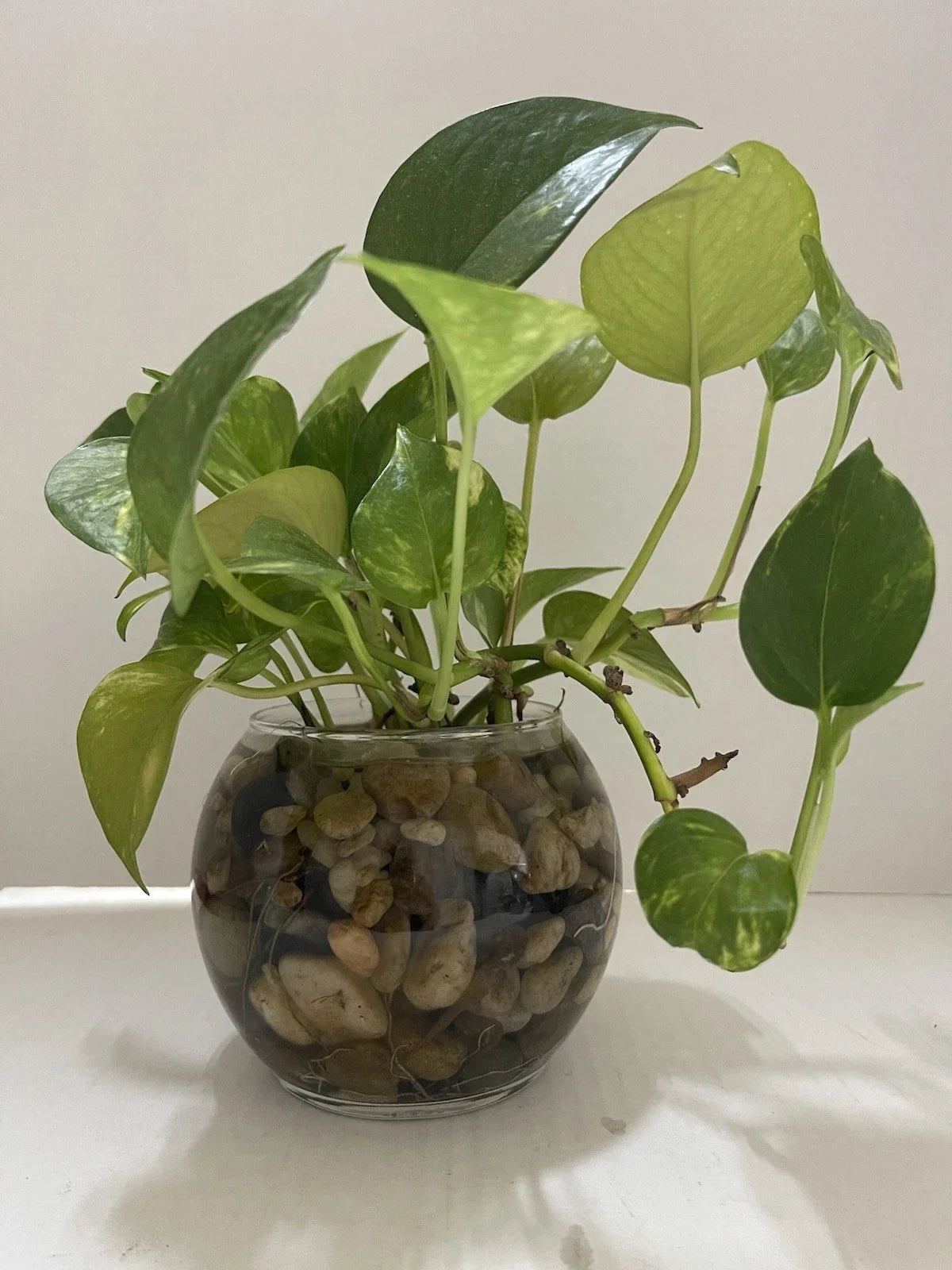 Pothos Cuttings 3PC 7-10in Well Rooted for Water Propagation, Epipremnum aureum, Indoor Air-Purifying Plant