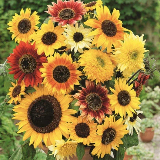 Sunflower Seed Mix - 50 Non-GMO Seeds, Here Comes the Sun Variety, Bees Love, Helianthus spp. - Pollinator Friendly Garden Seeds
