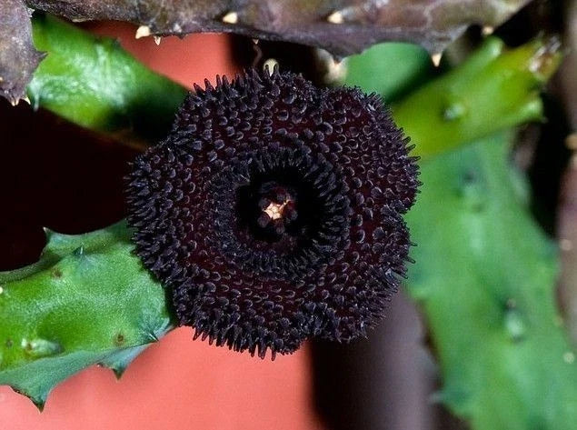 Huernia pendurata Plant | 3.5" Pot | Starfish Flower Succulent | Rooted Cactus for Indoor/Outdoor Decor