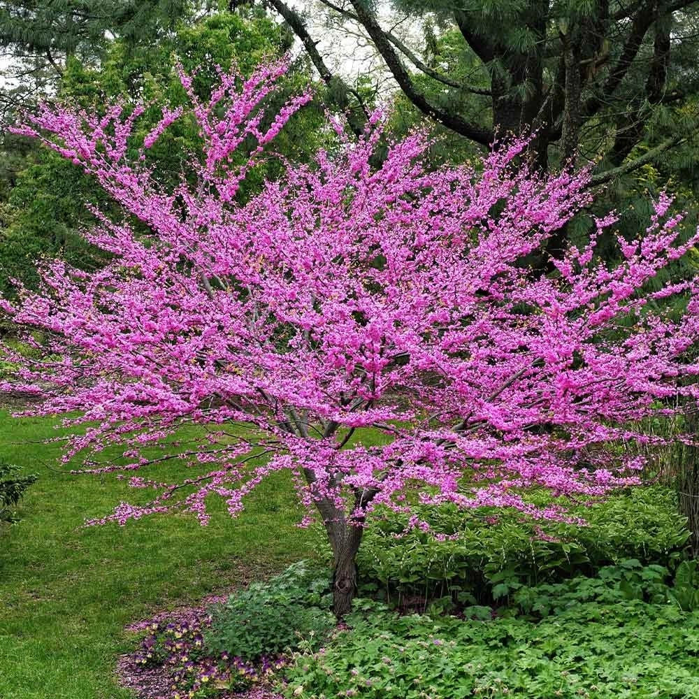 Eastern Redbud Tree Rooted Plant - Rosy Pink Flowers - Cercis canadensis - 3-Gallon Container - Ideal for Garden and Pollinators
