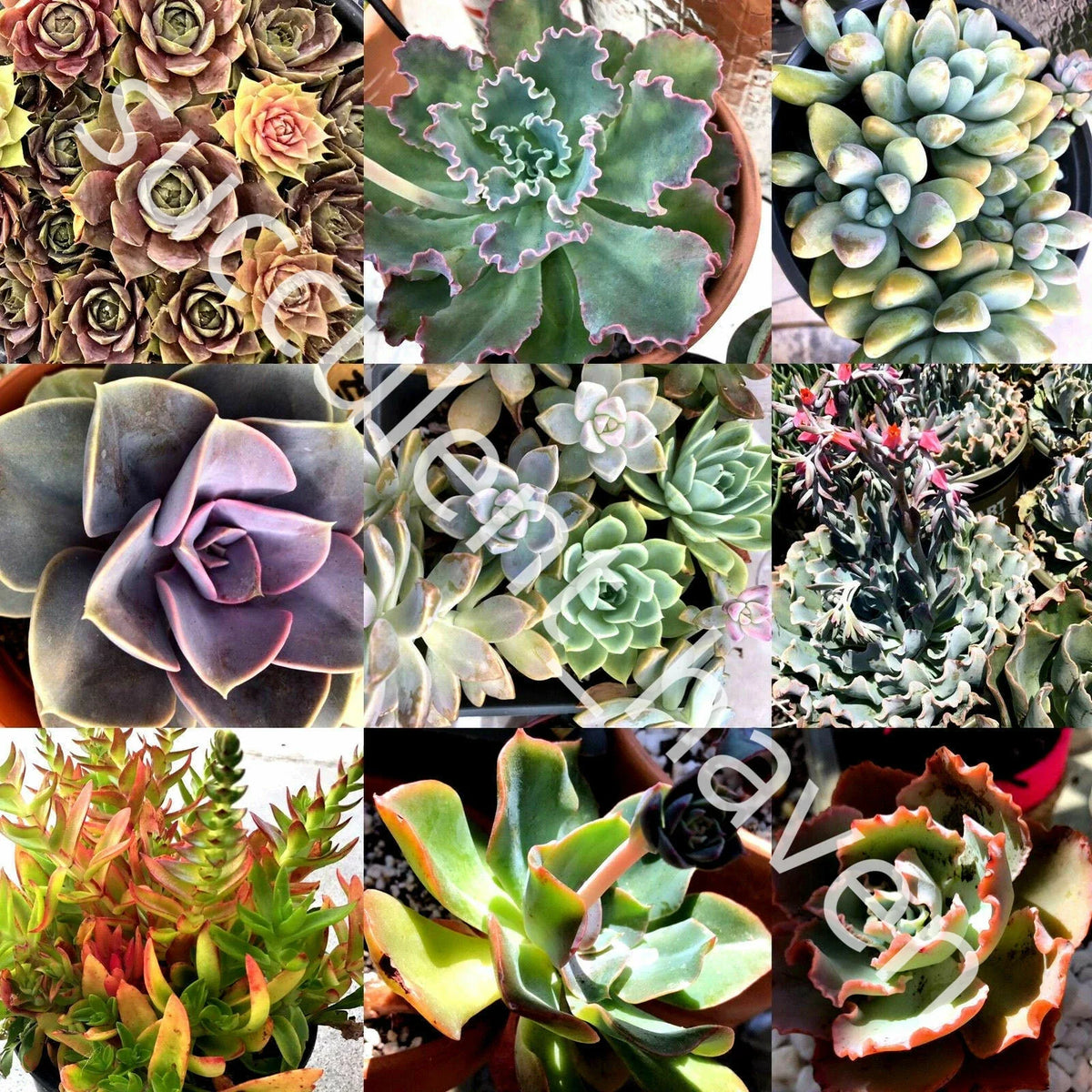 30 Lot Fresh Succulent Cuttings Assorted Varieties 1" to 4" Echeveria Sedum Ideal for DIY Projects