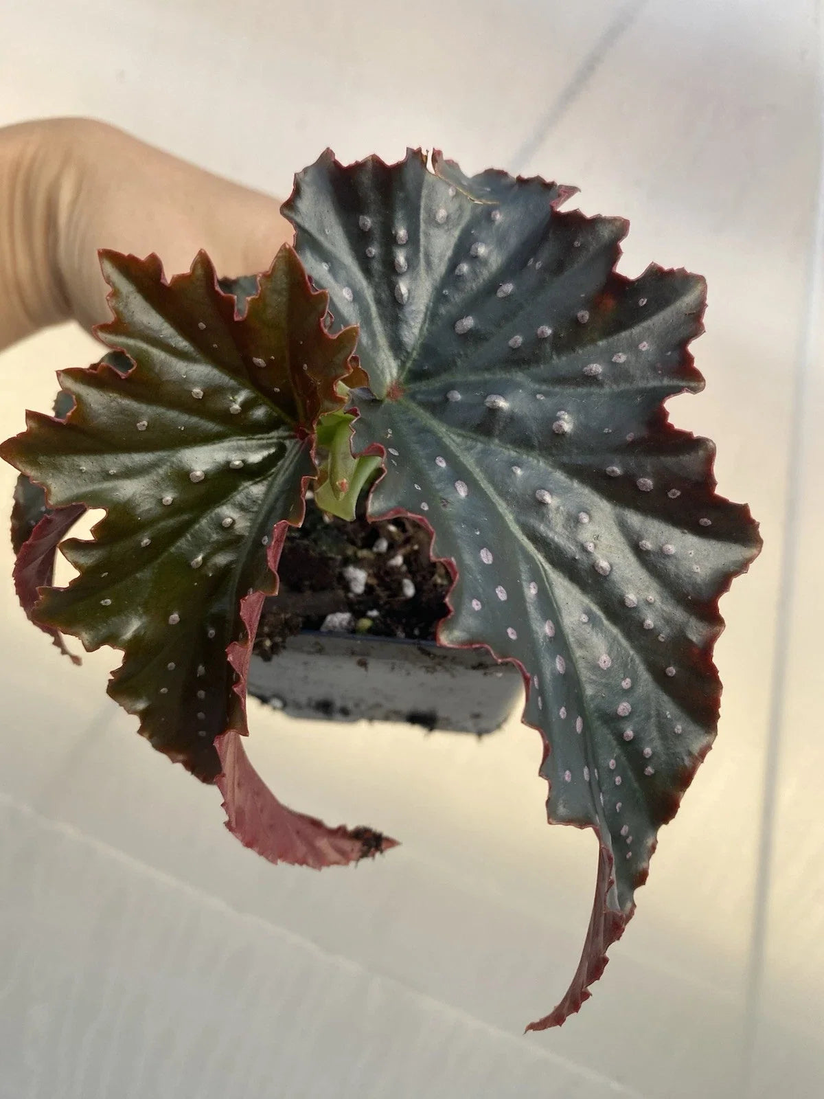 Fannie Moser Begonia Live Houseplant - Rooted Bare Root - Dark Leaves - Begonia 'Fannie Moser' - Rare Indoor Plant