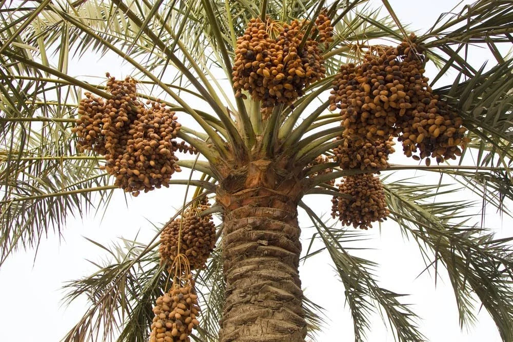 Wild Date Palm Seeds - 5 Seeds - Phoenix dactylifera - Drought-Tolerant Ornamental Tree for Tropical Gardens