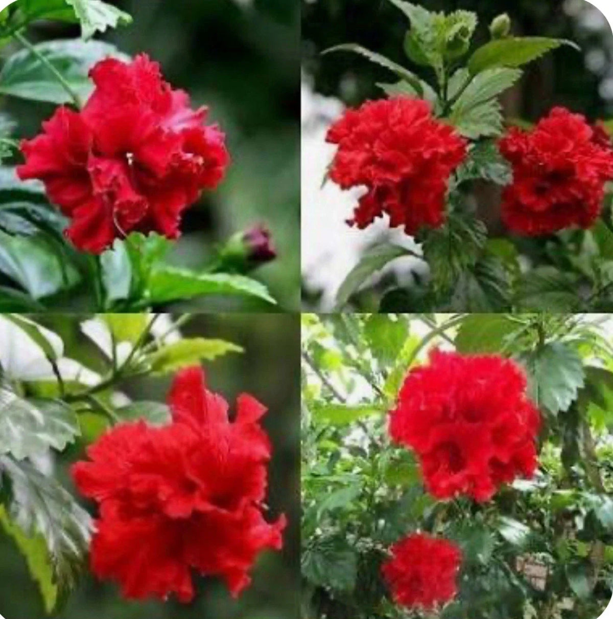 Red Dragon Hibiscus Starter Plant - Small Rooted Tropical Flowering Plant - Hibiscus Rosa-sinensis - Vibrant Red Blooms