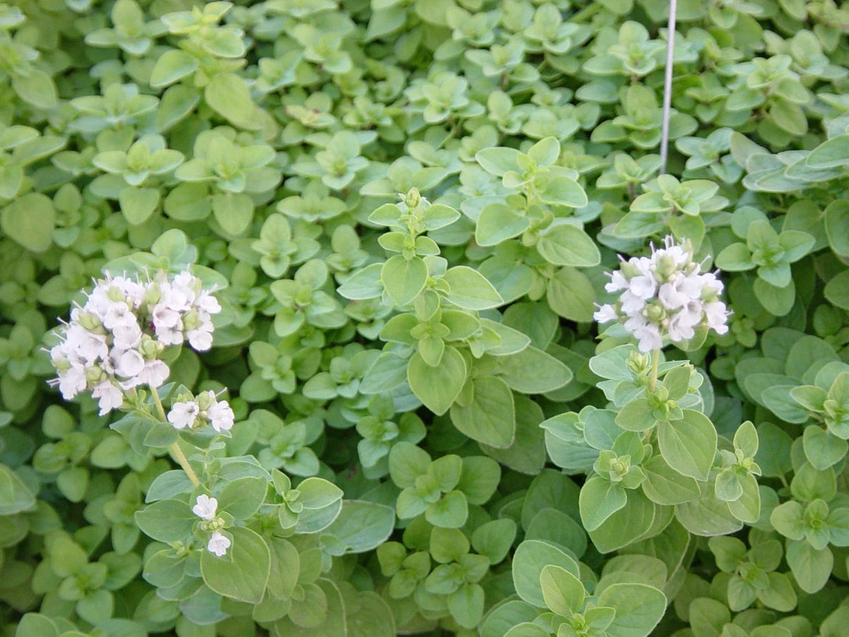 Sweet Marjoram Herb Seeds Packet 1000+ Organic Culinary Spice Origanum majorana Non-GMO Gardening Seeds