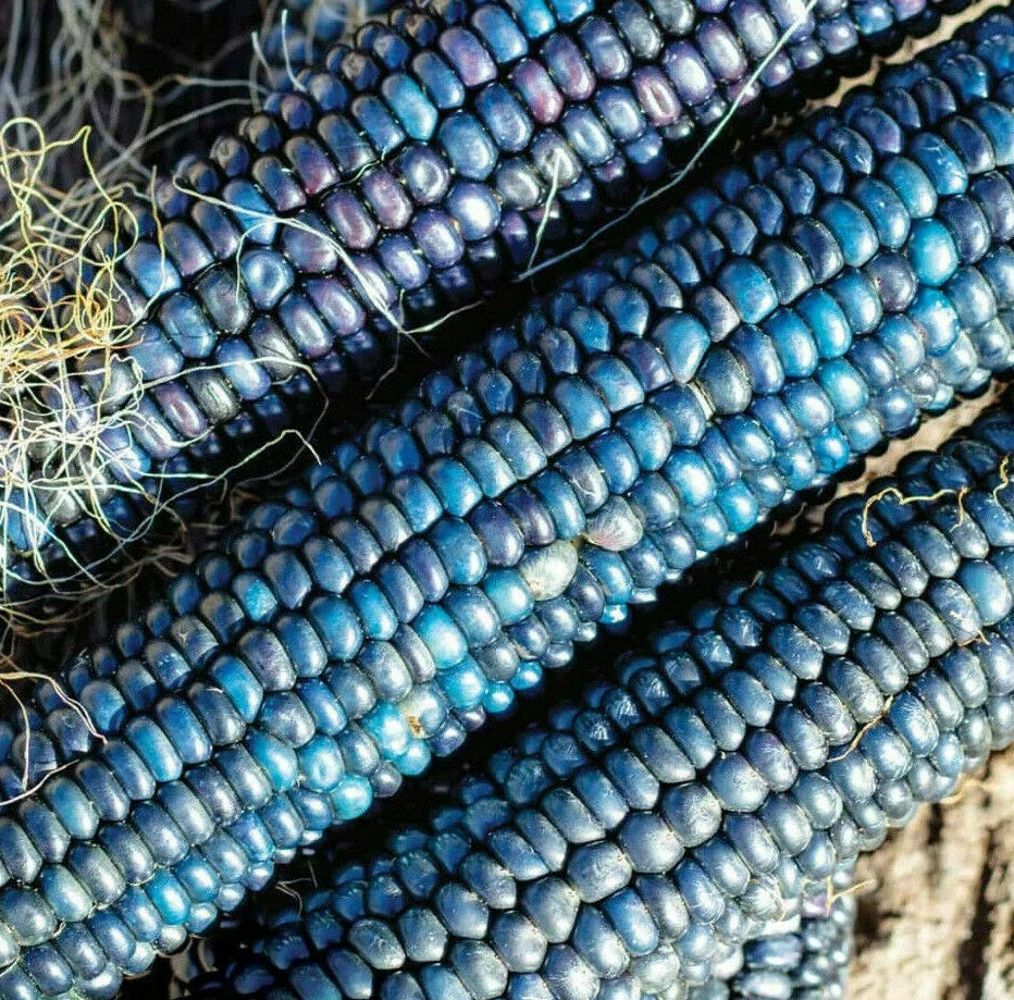 Ornamental Corn Seeds - Pack of 50 - Blue Glass Gem Indian Popcorn - Zea mays Everta - Shades of Blue Kernels