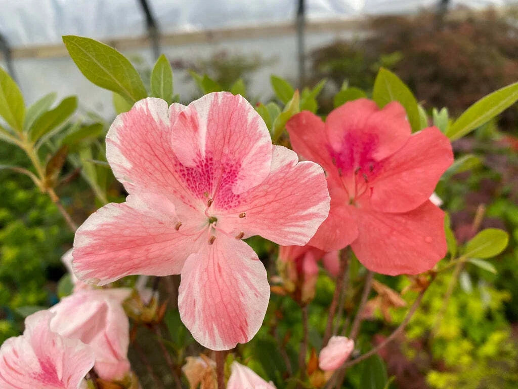 Azalea Starter Plant 4-inch Peachy Pink Blooms Rhododendron spp. - Easy to Grow, Attracts Pollinators, Evergreen Foliage