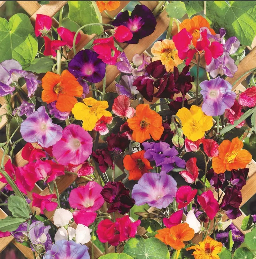 Colorful Climbers Seed Mix - 50 Non-GMO Seeds - Morning Glory, Sweet Pea, Nasturtium Vines - Ipomoea purpurea, Lathyrus odoratus, Tropaeolum majus