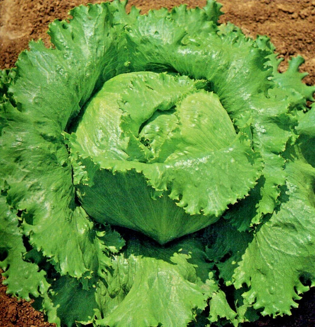 Great Lakes Batavian Head Lettuce Seeds - Organic, Non-GMO, Ideal for Containers - Lactuca sativa - 200 Seeds