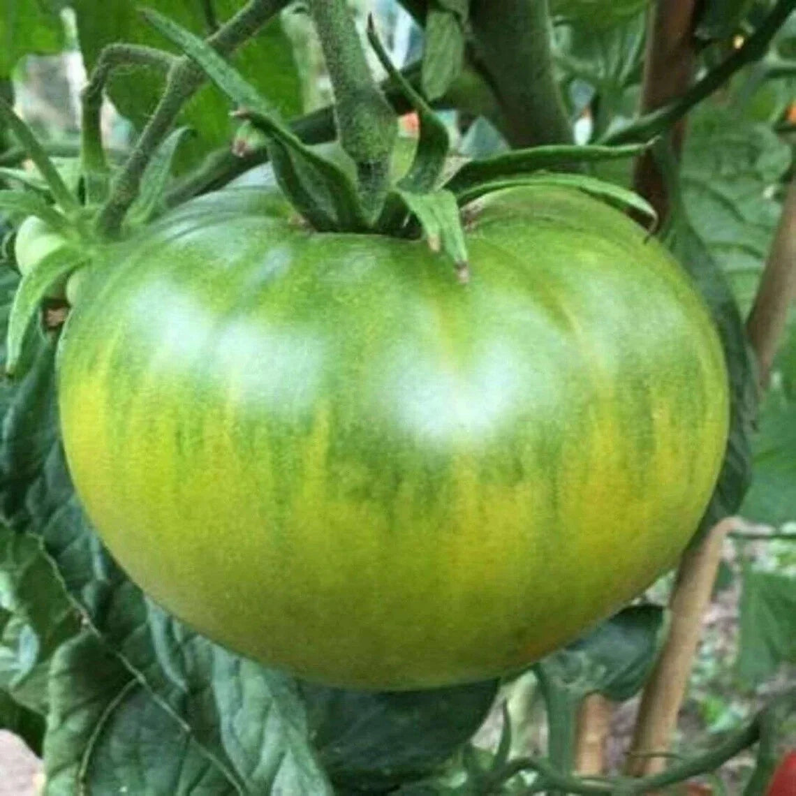 Aunt Ruby's German Green Tomato Seeds - NON-GMO Heirloom - Solanum lycopersicum - Organic Vegetable Seeds for Home Garden
