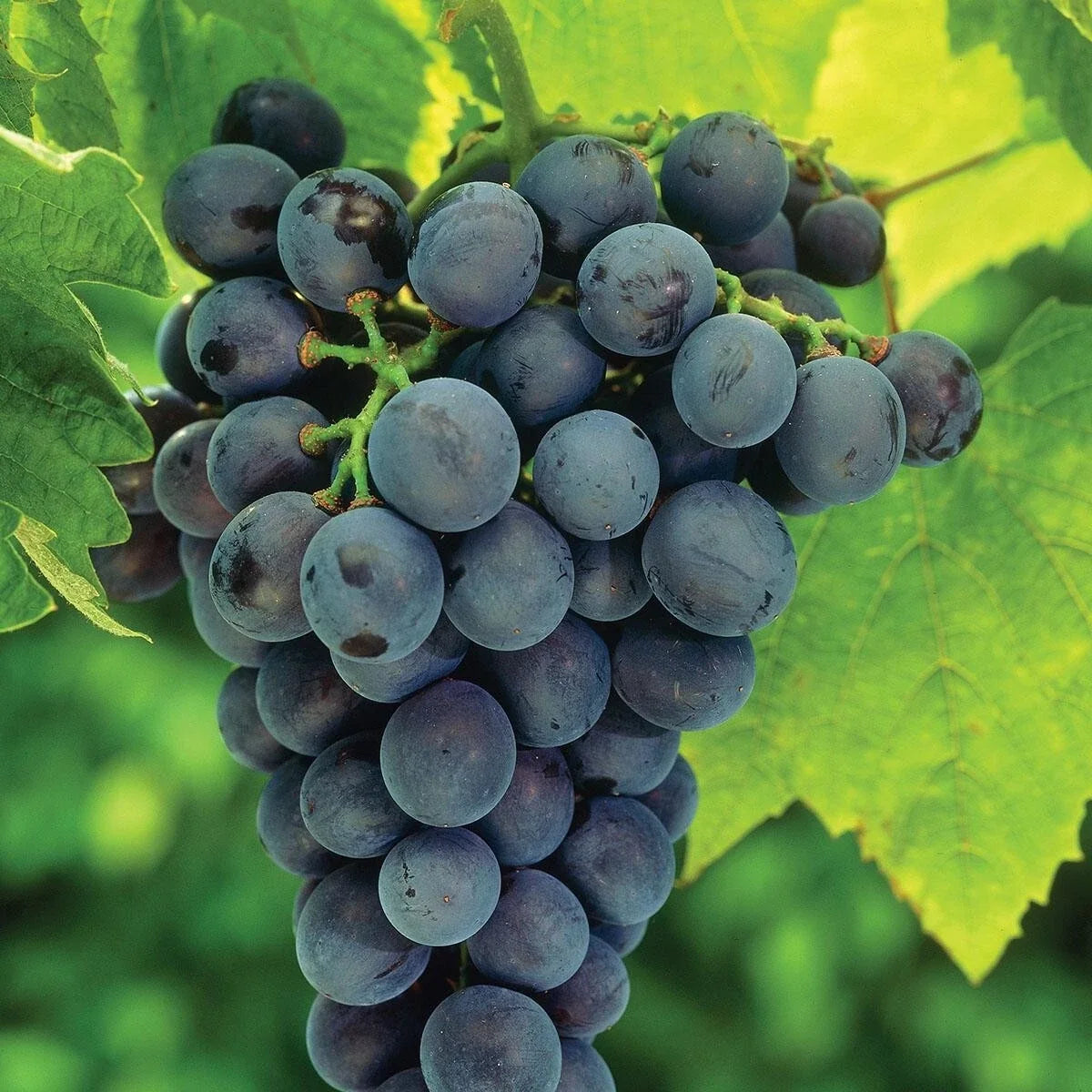 Concord Grape Live Plant 8-18" Vitis labrusca - Sweet Grapes for Home Garden, Container Planting, Juicing & Winemaking