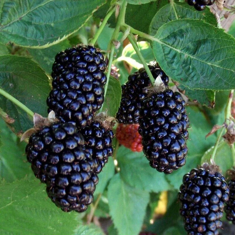 Thornless Blackberry Seeds - 10+ Seeds - Apache Variety - Rubus fruticosus - Easy Harvesting, Sweet Blackberries