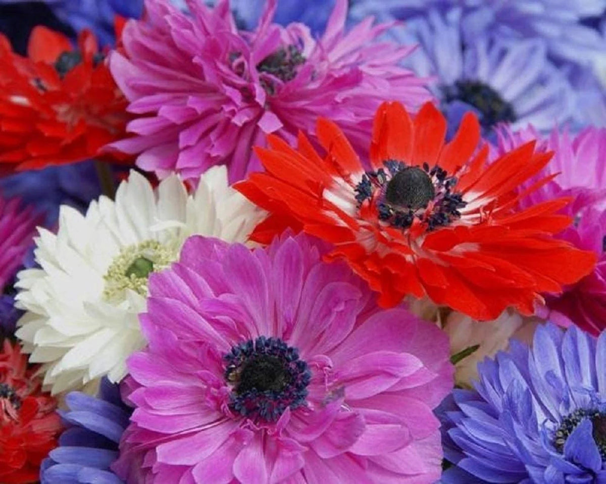 Anemone Flower Bulbs - 15 Mixed Colors, Semi-Double Petals - Anemone coronaria - Vibrant Garden Blooms