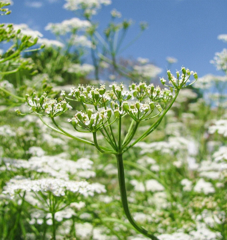 Cumin Seeds | Non-GMO Garden Seeds | Culinary Herb | Cuminum cyminum | 100 Seeds Packet