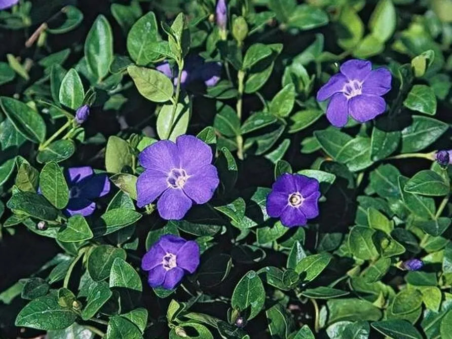 Periwinkle Vinca Vines Ground Cover - 10 Bare-root Plants, Drought Tolerant, Shade Loving, Vinca minor