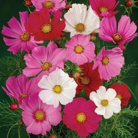 Cosmos Seeds - 200 Non-GMO Tall Sensation Mix, Red Pink White Blooms, Pollinator-Friendly, Cosmos bipinnatus
