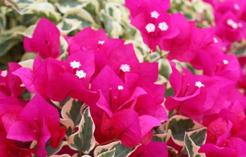 Rare Raspberry Ice Bougainvillea Starter Plant - Small Well-Rooted Colorful Flowering Vine - Bougainvillea spectabilis