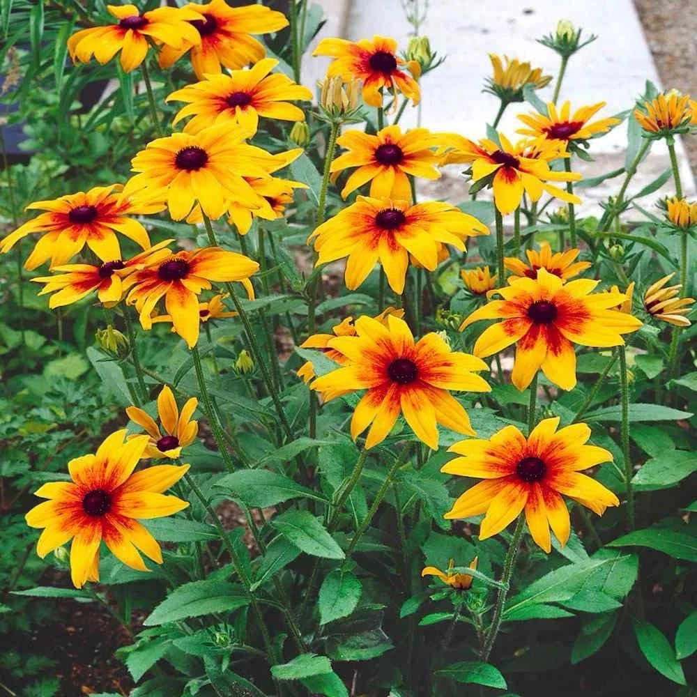 Gloriosa Daisy Seeds 1000+ Count Rudbeckia Hirta Attracts Butterflies USA Ship