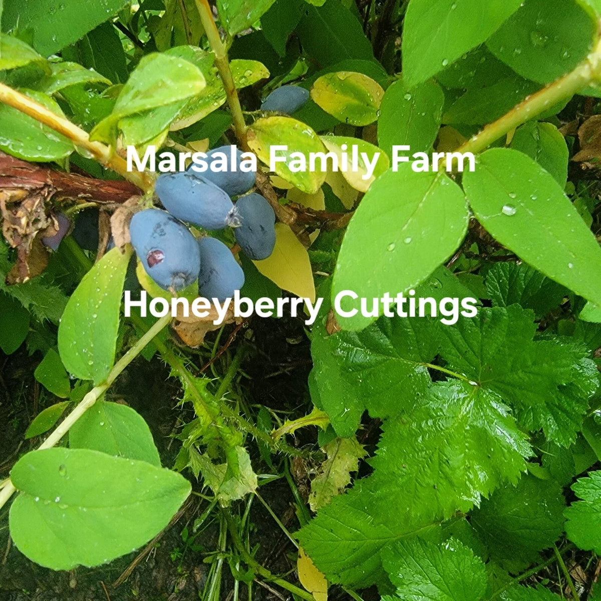 Honeyberry Cuttings 8 pcs Non-Dormant Giant Berry Blue Boreal Blue Moose Lonicera caerulea