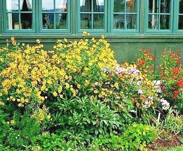 Autumn Sneezeweed Seeds - 501+ Non-GMO Perennial Wildflower - Helenium autumnale - Vibrant Yellow & Orange Blooms for Summer Garden