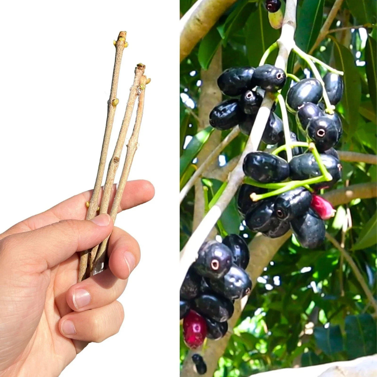 Jamun Cutting Scion 5x - Fresh Java Plum, Duhat, Cây Trâm - Syzygium cumini - Ideal for Gardening and Propagation