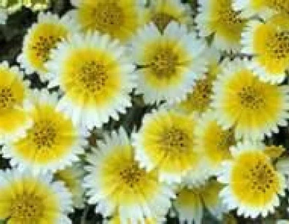 Tidy Tips Flower Seeds - 100 Fresh Seeds - Layia Platyglossa - Bulk Garden Seeds for Pollinators and Wildflower Gardens