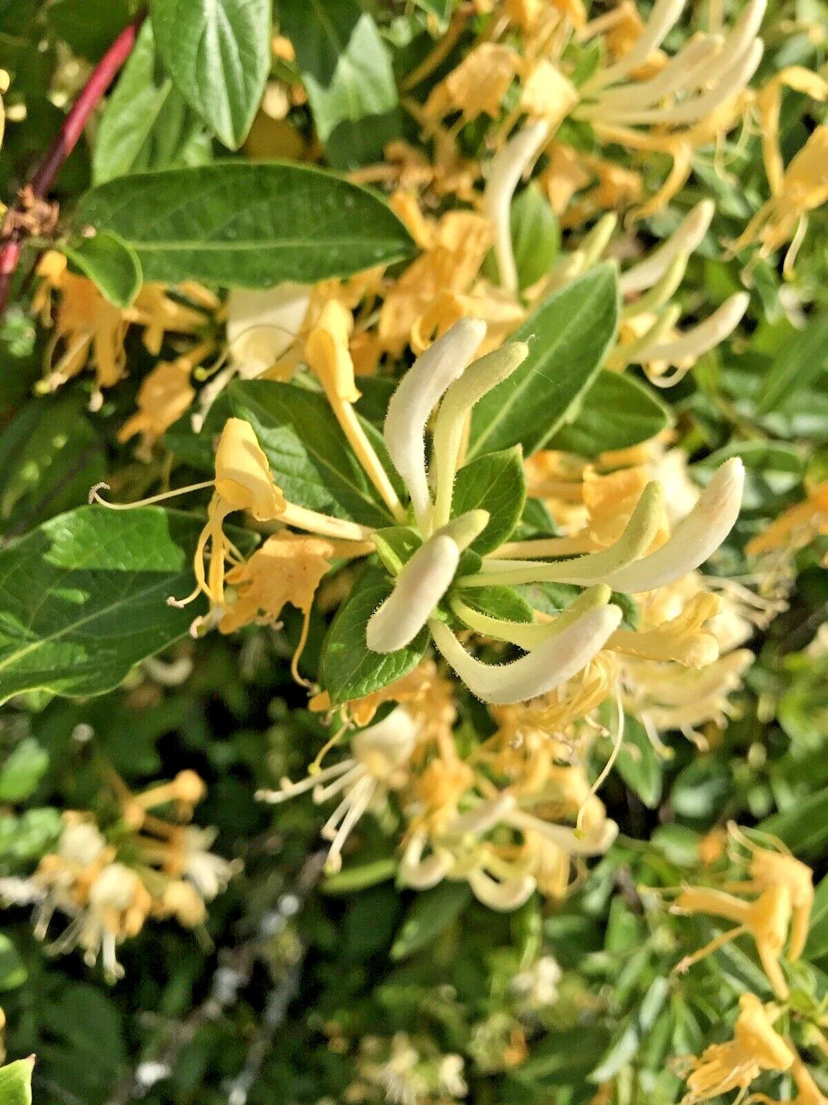 Honeysuckle Live Vines Starter Plants - 7 Yellow & White Fragrant Varieties - Lonicera spp. with Roots for Garden Decor