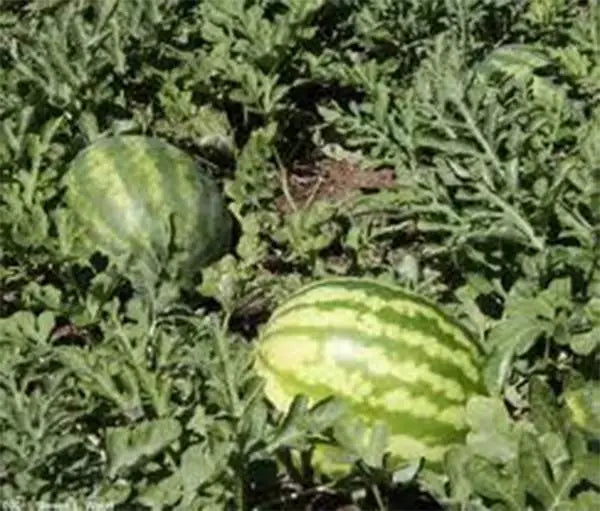 Kleckley's Sweet Watermelon Seeds - 100 Heirloom Seeds - Citrullus lanatus - Large & Super Sweet Variety for Home Gardens