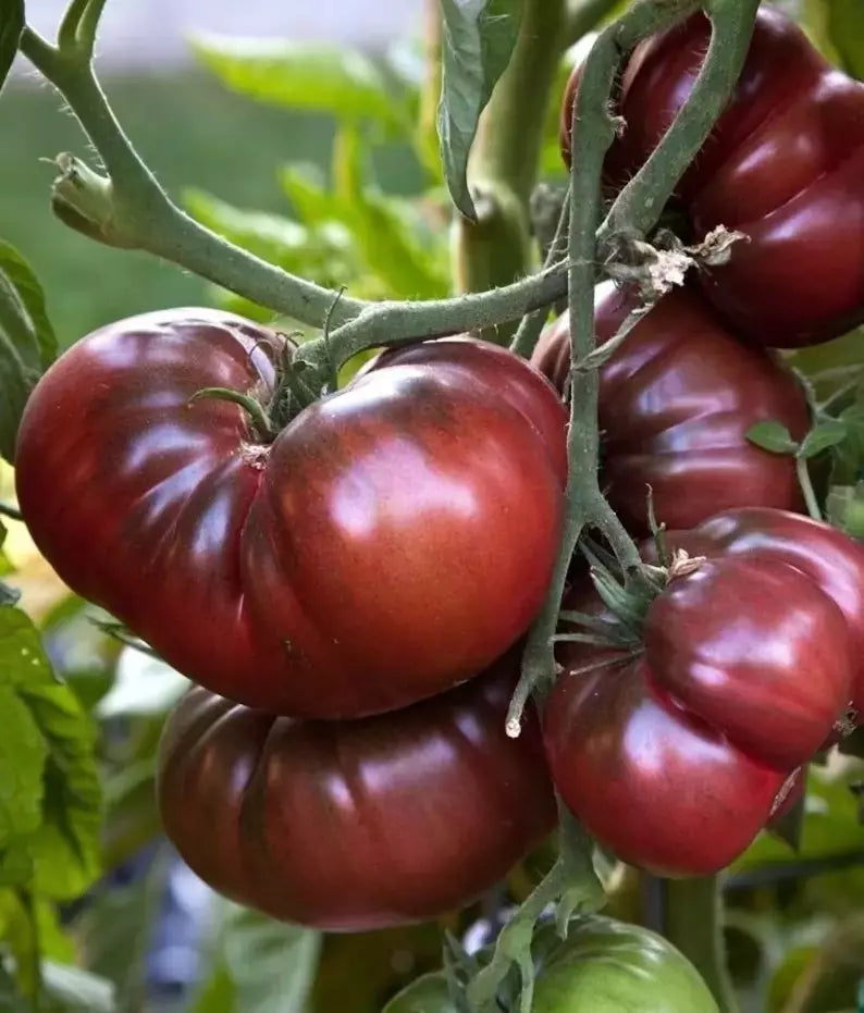Black Brandywine Tomato Seeds - 10+ Organic Heirloom NON-GMO - Solanum lycopersicum for Home Gardening