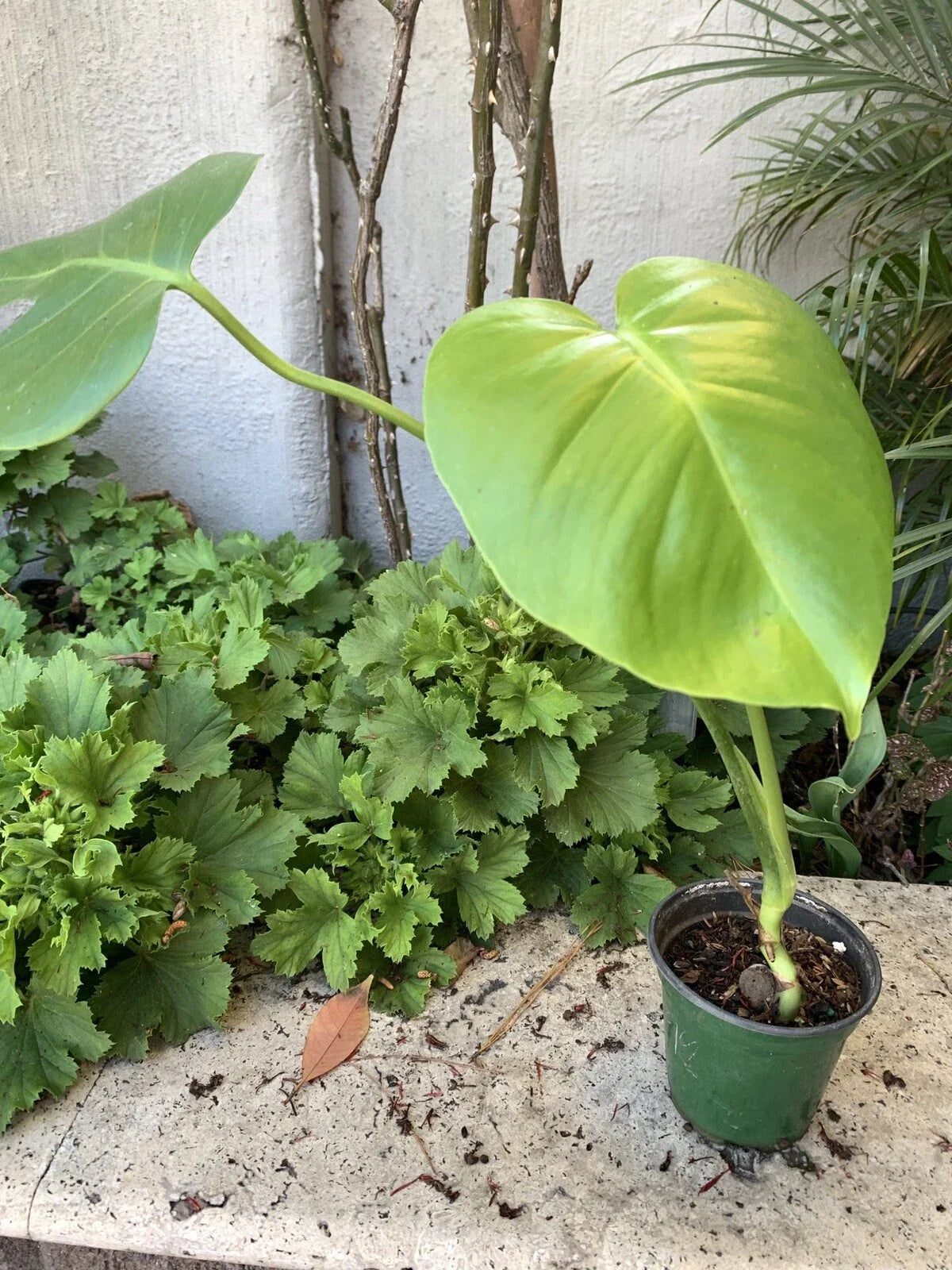 Monstera Plant in 4 Inch Pot, Fully Established Roots, Monstera deliciosa, Indoor Tropical Houseplant