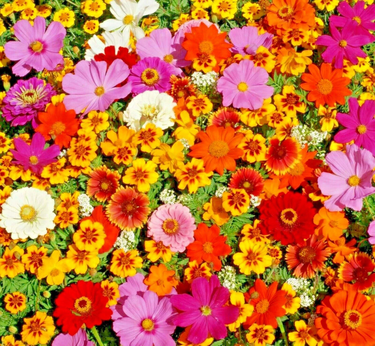 Native Wildflower Mix Seeds - 2001+ Count - Tall Flowering Annuals for Cut Flowers - Various Species