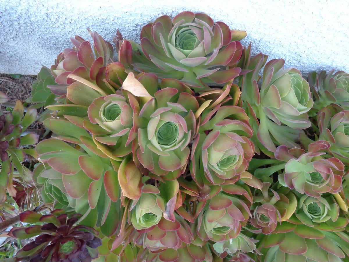 Aeonium Cuttings 5"-6" Blushing Beauty Soil-Free Succulent, Color-Changing Rosette, Fresh 2 Pieces