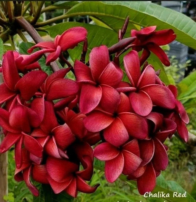 Red Plumeria Plant 2.5 Inch Pot - Rooted Plumeria Chalida (Plumeria rubra) - Vibrant Tropical Flowering Shrub