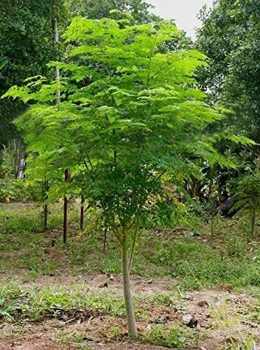 Moringa Tree Seeds 30 Count - Fast Growing, Nutrient-Rich Moringa oleifera - Easy to Grow for Garden or Indoors