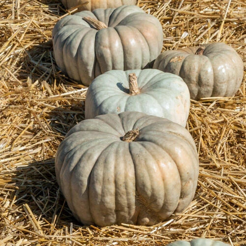 Jarrahdale Pumpkin Seeds - 25+ Pack - Heirloom Variety - Cucurbita maxima - USA Grown for Home Garden Planting