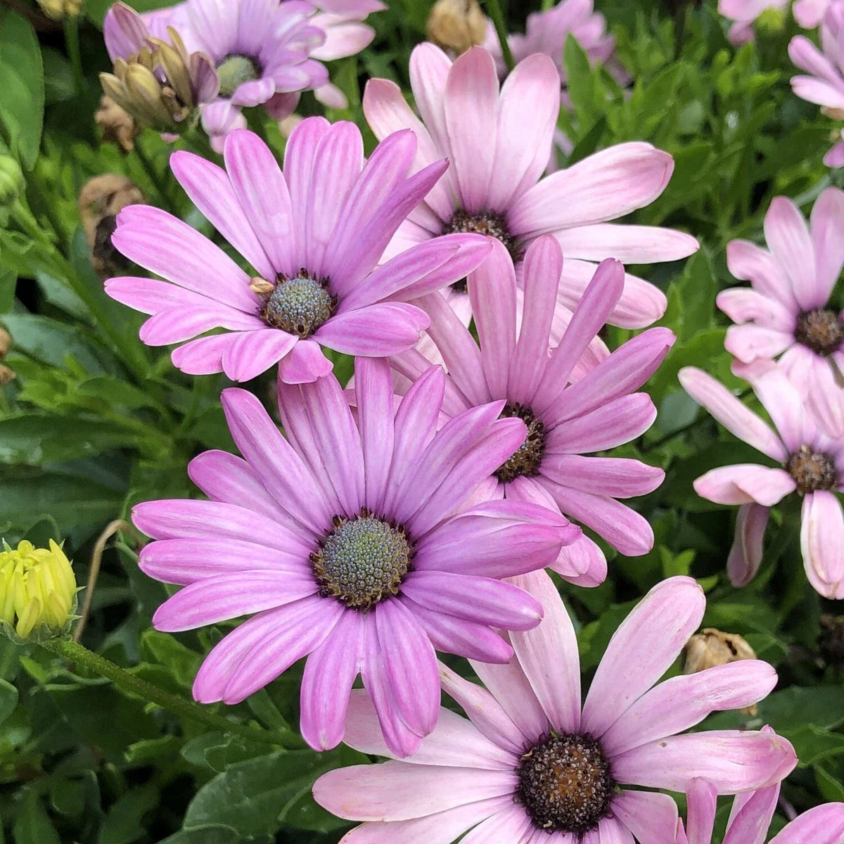 Light Purple Cape Daisy Seeds - 200+ Count - Osteospermum ecklonis - Non-GMO - Ideal for Garden Planting - USA