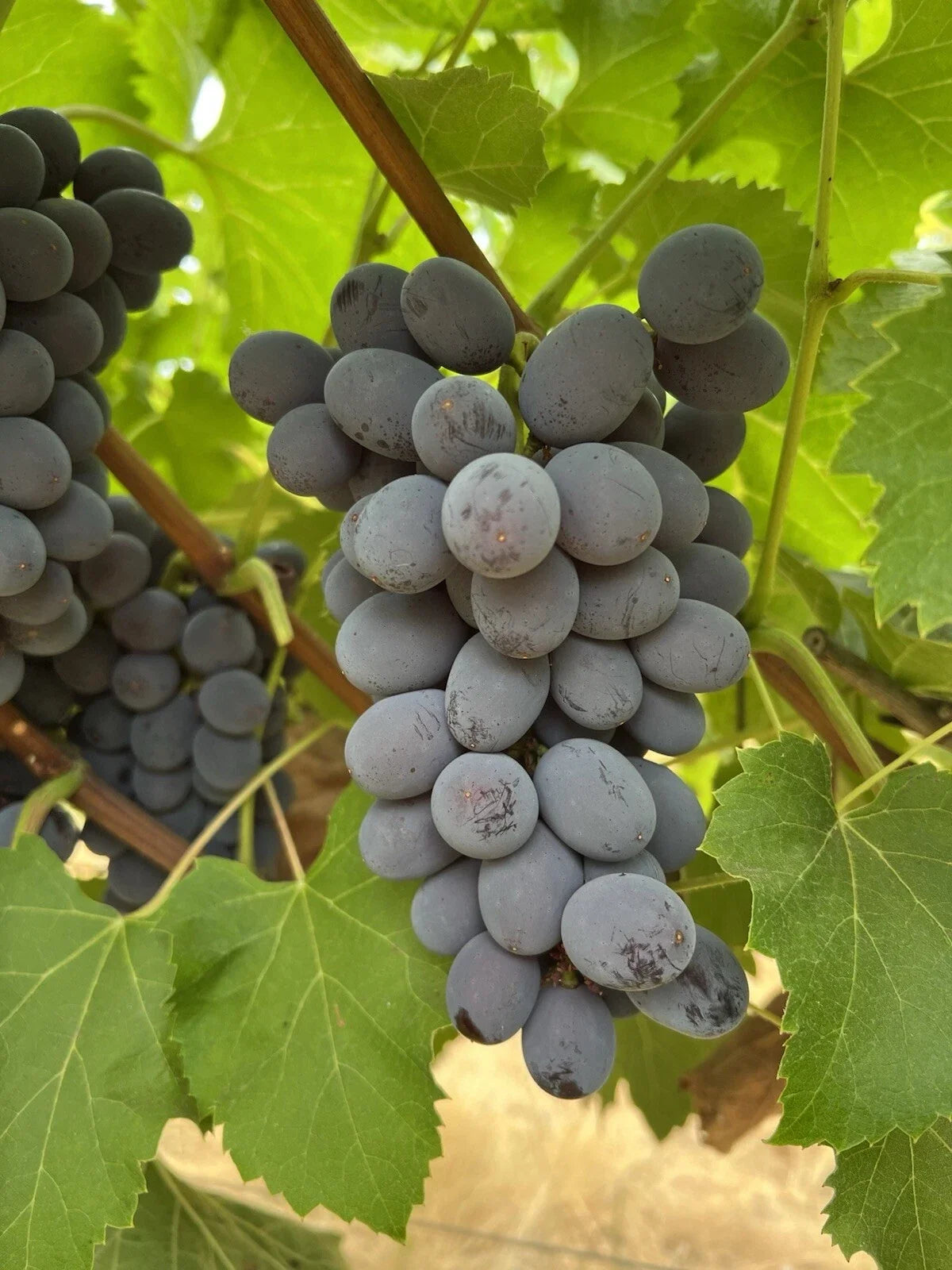Jupiter Seedless Table Grape Cuttings - 5 Pcs - Vitis vinifera - Home Garden - Easy to Grow, Sweet Grapes