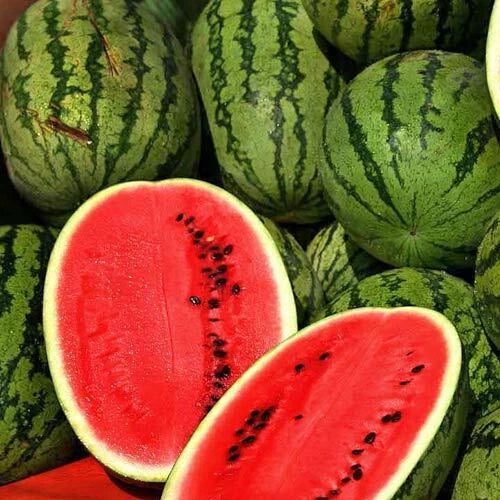 Jubilee Improved Watermelon Seeds Packet | Heirloom Non-GMO | Citrullus lanatus | Sweet Summer Fruit
