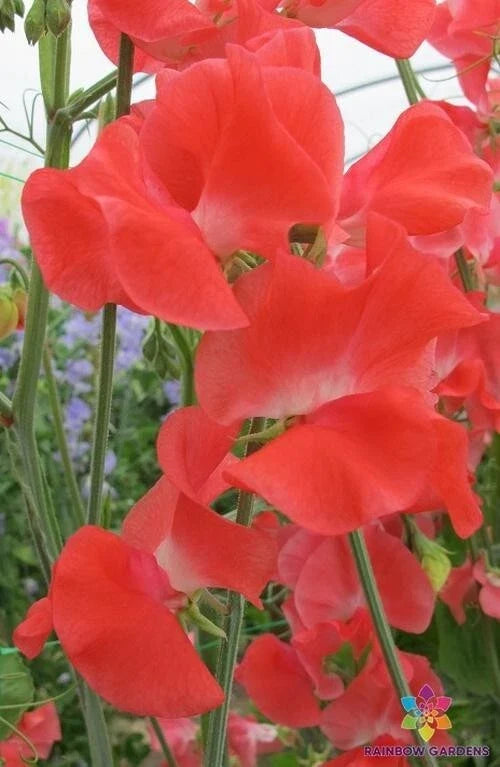 Edith Flanagan Sweet Pea Seeds - 50+ Heirloom Seeds - Lathyrus odoratus - Fragrant Climbing Vine for Garden