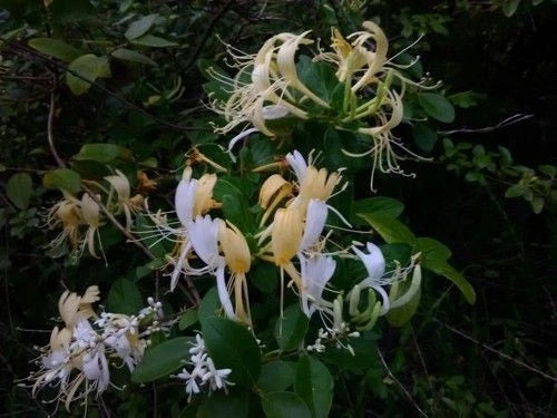 Live Rooted Japanese Honeysuckle Vine - 5 Heirloom Plants, Fragrant Lonicera japonica, Southern Alabama Heritage