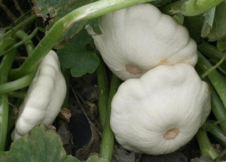 Early White Bush Scallop Squash Seeds - 25 Count - Cucurbita pepo - Summer Variety - Non-GMO, Ideal for Containers