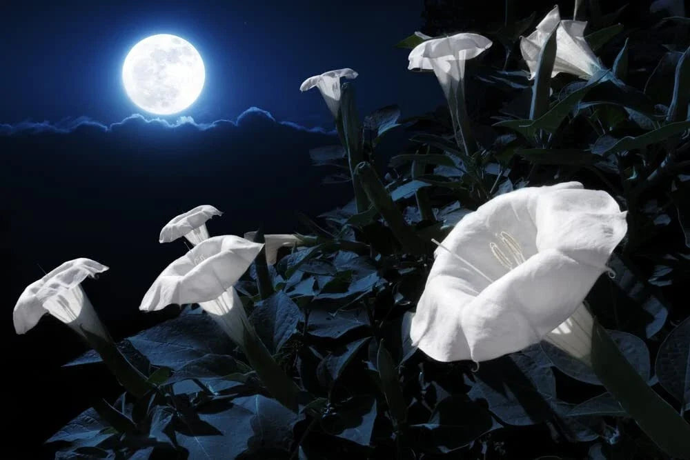 Midnight White Flower Seeds - 25 Count - Night-Blooming Evening Primrose (Oenothera) - Fragrant White Blooms for Gardens