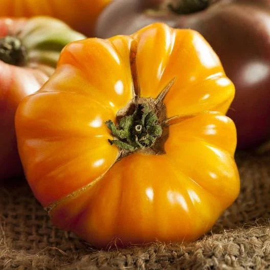 Heirloom Tomato Seeds - 50 Non-GMO Amana Orange - Sweet Flavorful Fruits - Solanum lycopersicum - Indeterminate Variety